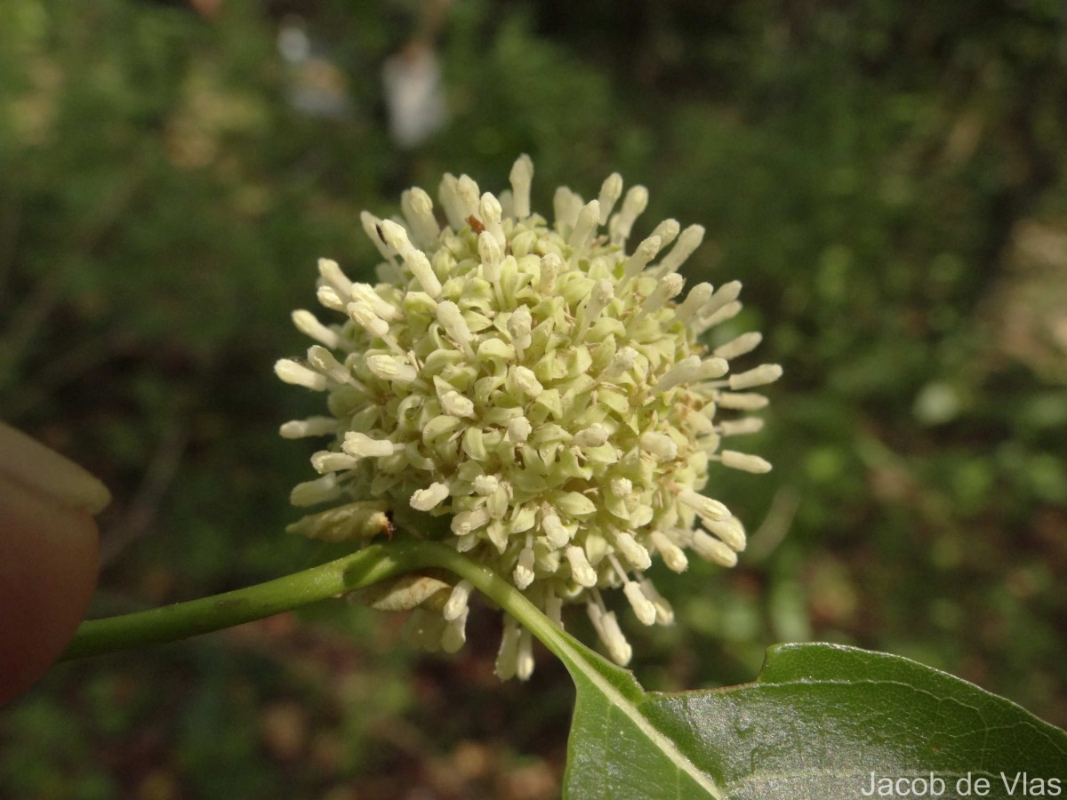Mitragyna parvifolia (Roxb.) Korth.